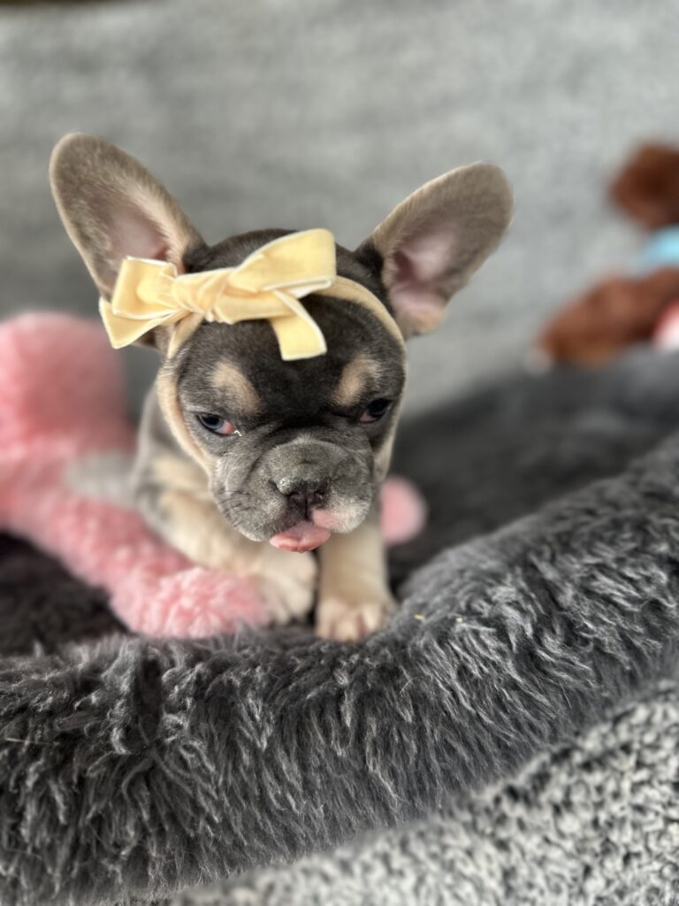 Zoe | Blue & Tan French Bulldog Female | The Stunning