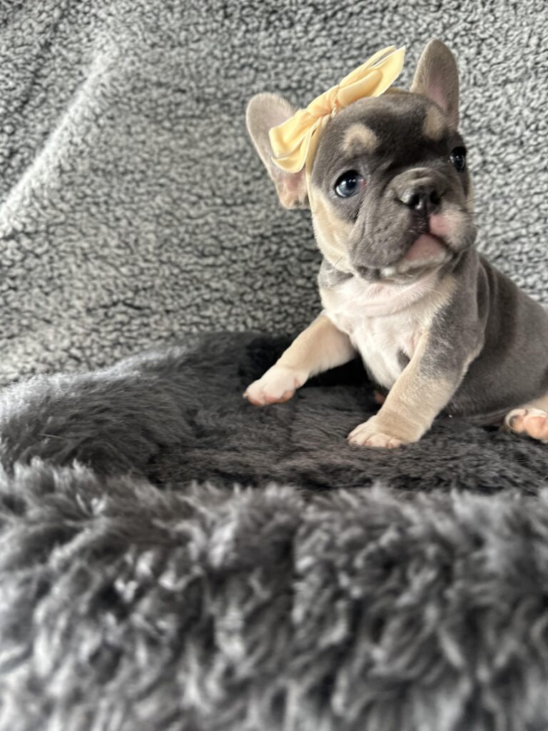Zoe | Blue & Tan French Bulldog Female | The Stunning