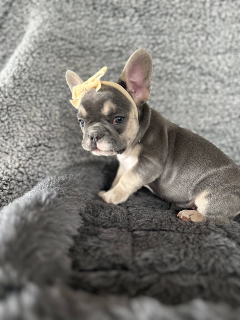 Zoe | Blue & Tan French Bulldog Female | The Stunning