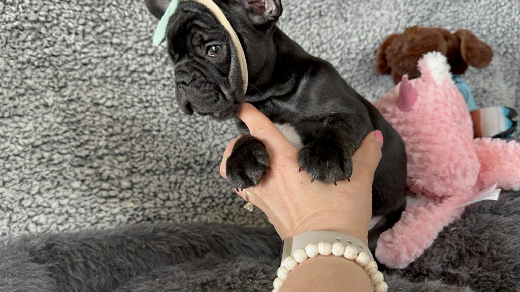 Zoomy | Black French Bulldog Female | The striking