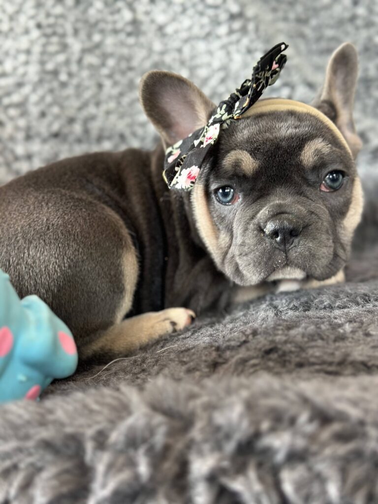 Zenia | Blue & Tan French Bulldog Female | The Stunning