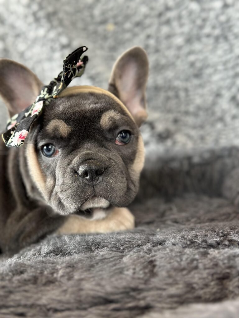 Zenia | Blue & Tan French Bulldog Female | The Stunning