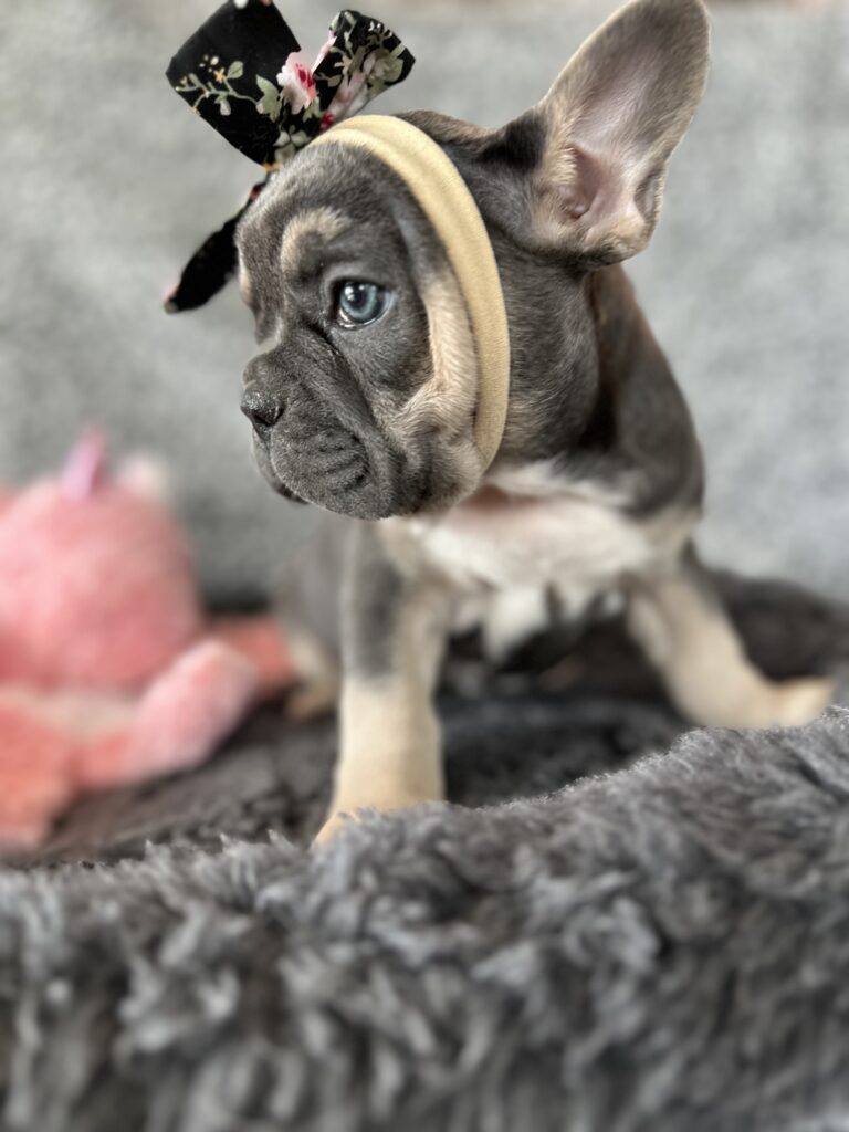 Zenia | Blue & Tan French Bulldog Female | The Stunning