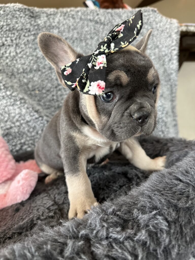 Zenia | Blue & Tan French Bulldog Female | The Stunning