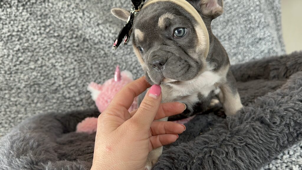Zenia | Blue & Tan French Bulldog Female | The Stunning
