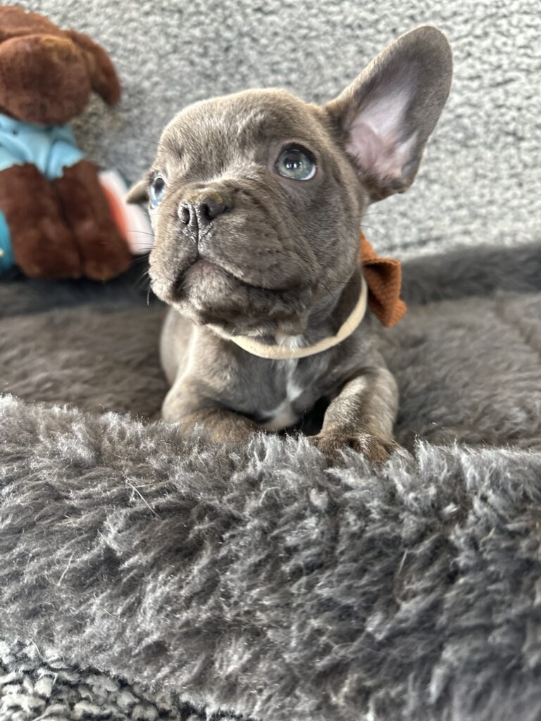 Major | Blue French Bulldog Male | The Poser