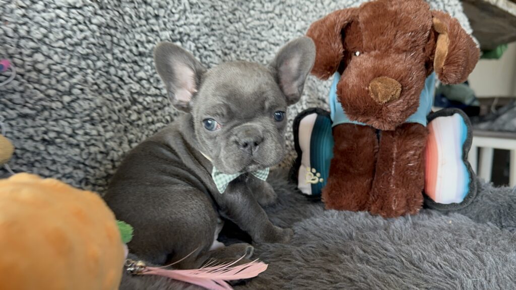Zayn | Blue French Bulldog Male | The Gentleman