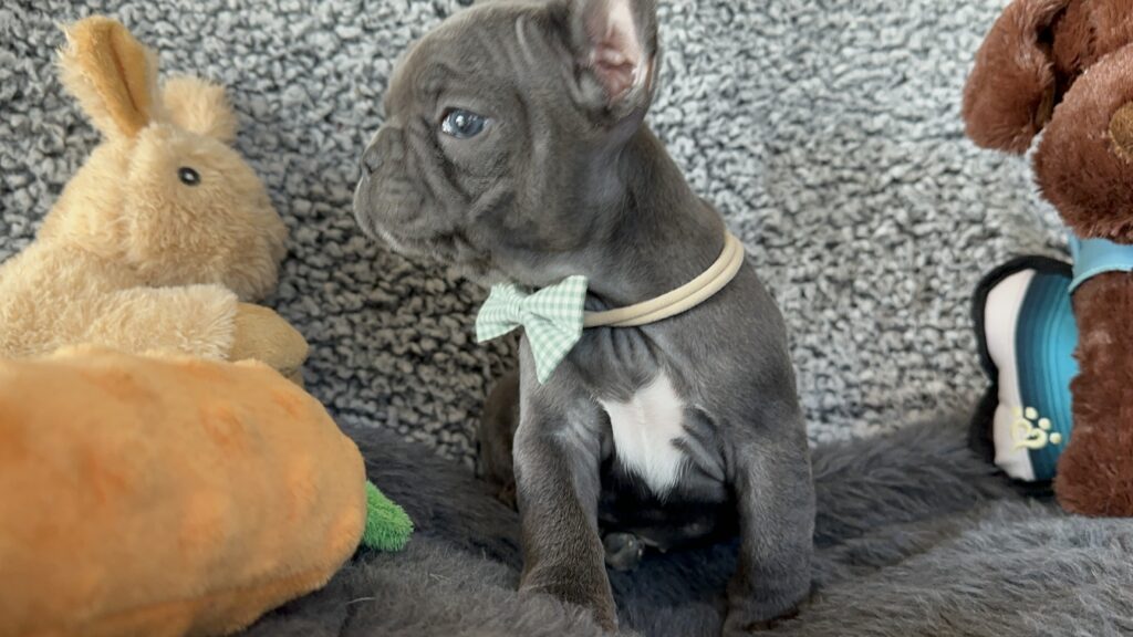 Zayn | Blue French Bulldog Male | The Gentleman