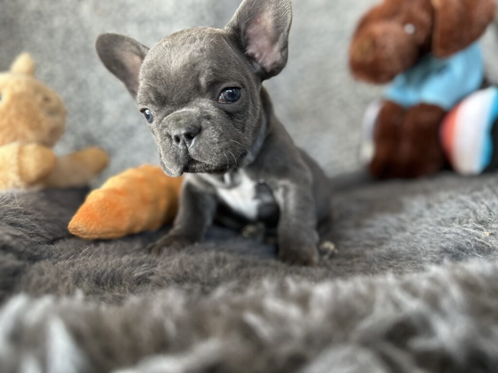 Zayn | Blue French Bulldog Male | The Gentleman