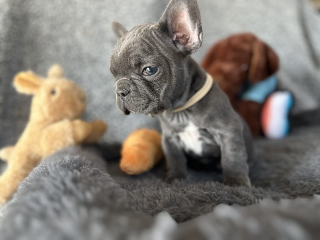 Zayn | Blue French Bulldog Male | The Gentleman