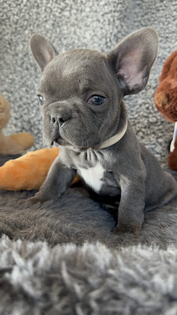 Zayn | Blue French Bulldog Male | The Gentleman