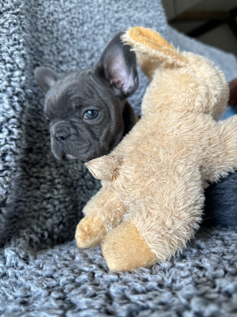 Zayn | Blue French Bulldog Male | The Gentleman