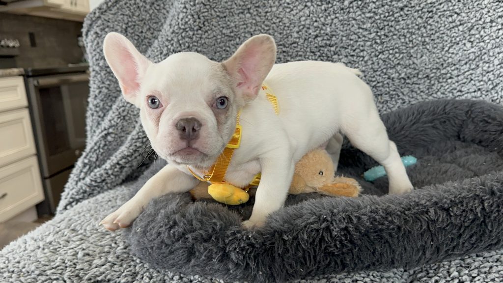 Walker | Lilac Merle Pied French Bulldog Male | The Energetic