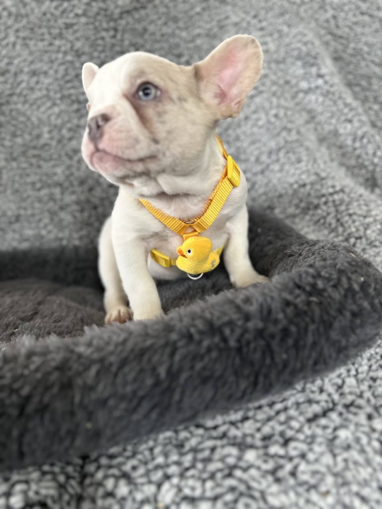 Walker | Lilac Merle Pied French Bulldog Male | The Energetic