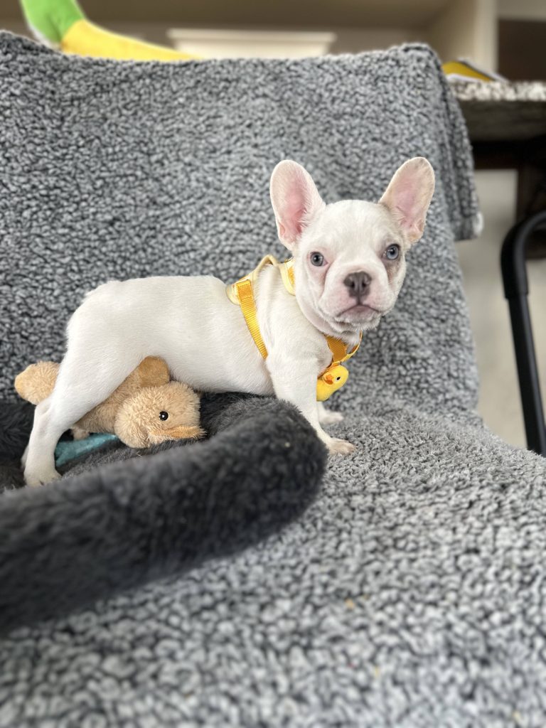 Walker | Lilac Merle Pied French Bulldog Male | The Energetic