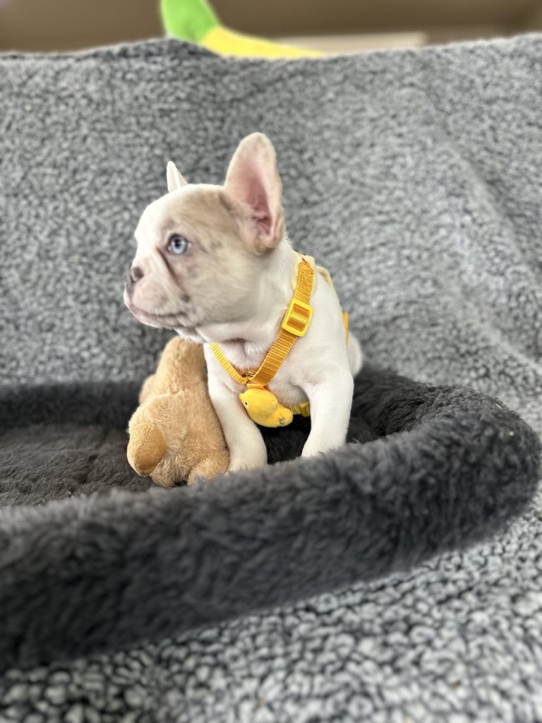 Walker | Lilac Merle Pied French Bulldog Male | The Energetic