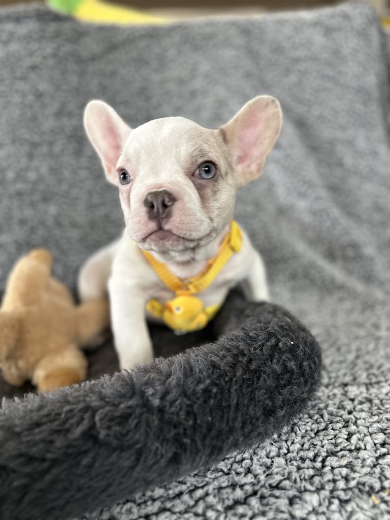 Walker | Lilac Merle Pied French Bulldog Male | The Energetic