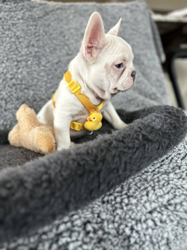 Walker | Lilac Merle Pied French Bulldog Male | The Energetic