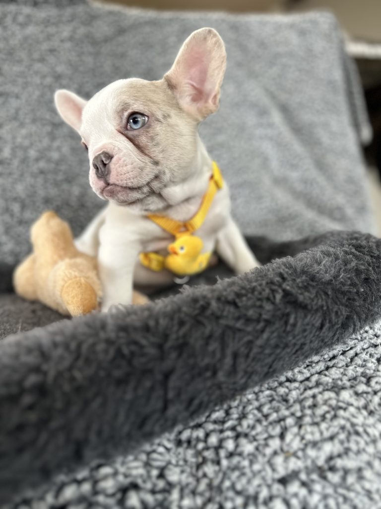 Walker | Lilac Merle Pied French Bulldog Male | The Energetic