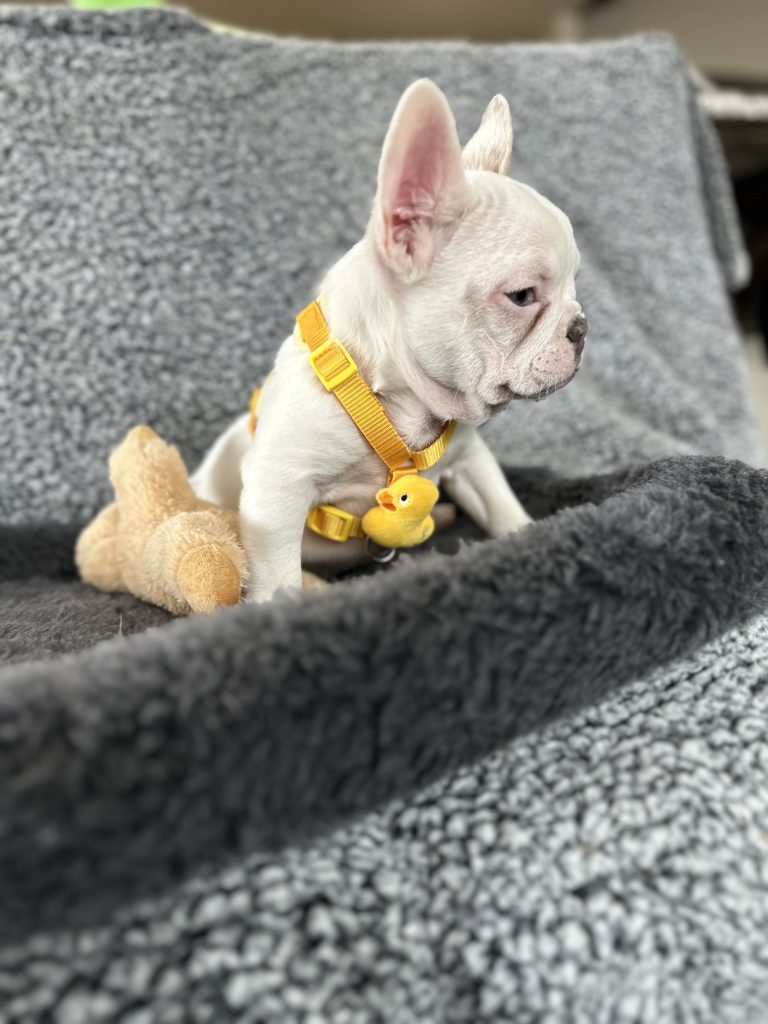Walker | Lilac Merle Pied French Bulldog Male | The Energetic