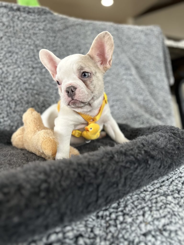 Walker | Lilac Merle Pied French Bulldog Male | The Energetic
