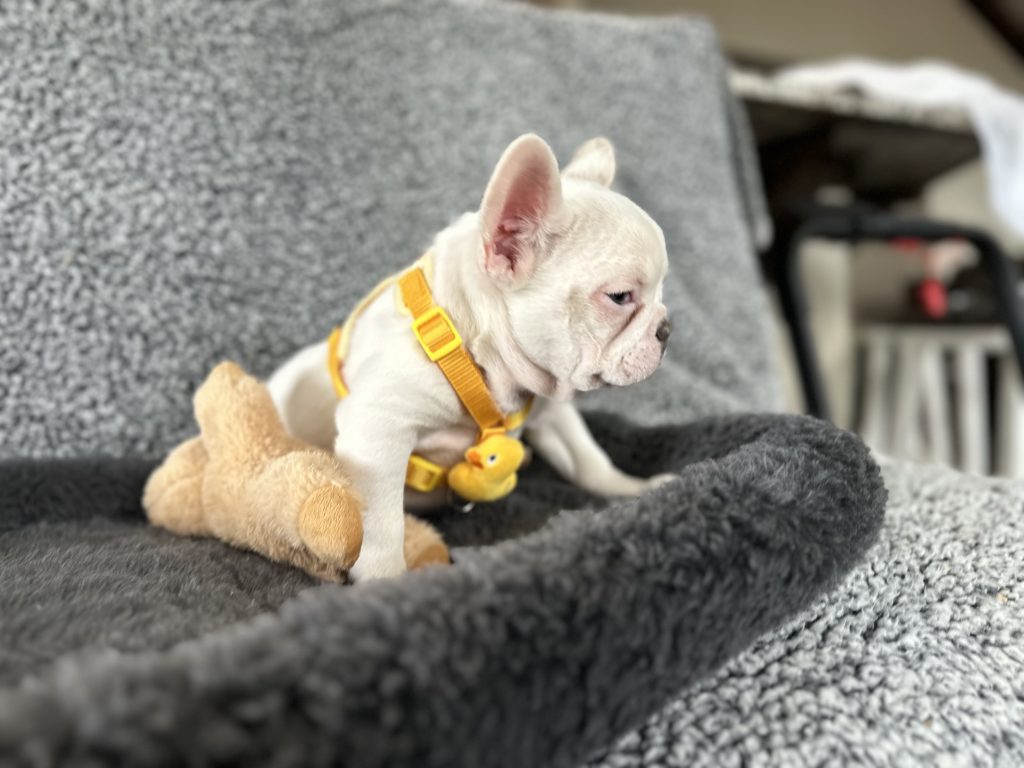 Walker | Lilac Merle Pied French Bulldog Male | The Energetic