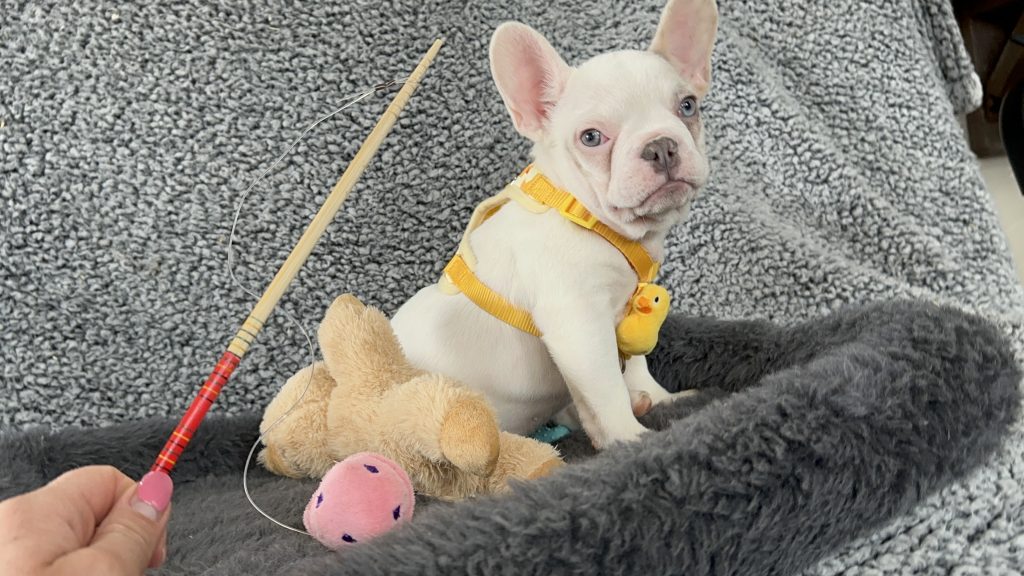 Walker | Lilac Merle Pied French Bulldog Male | The Energetic