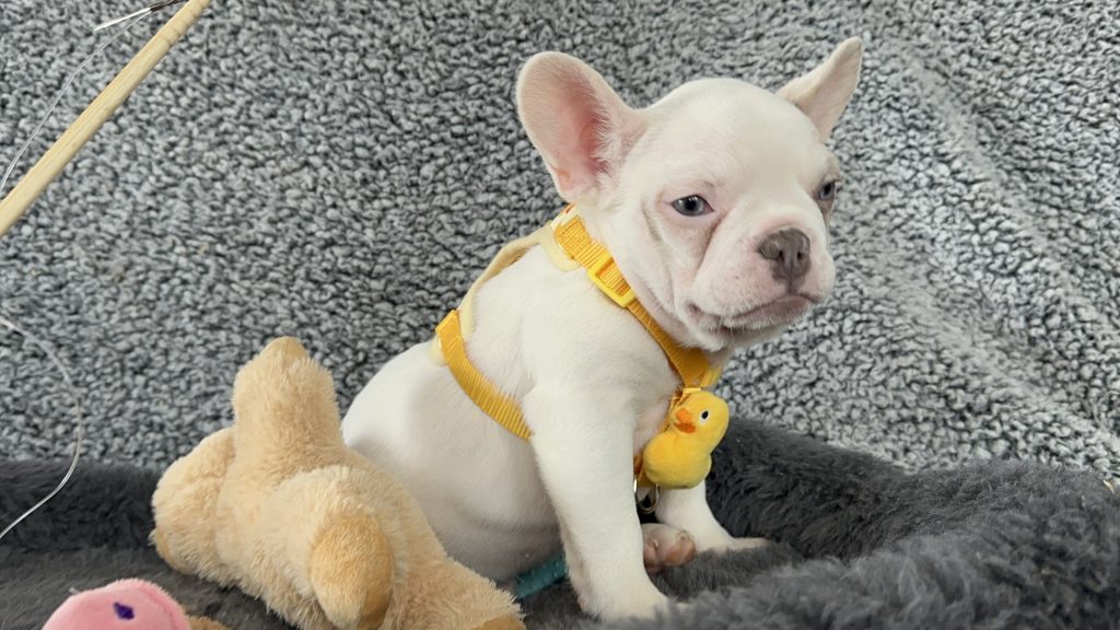 Walker | Lilac Merle Pied French Bulldog Male | The Energetic