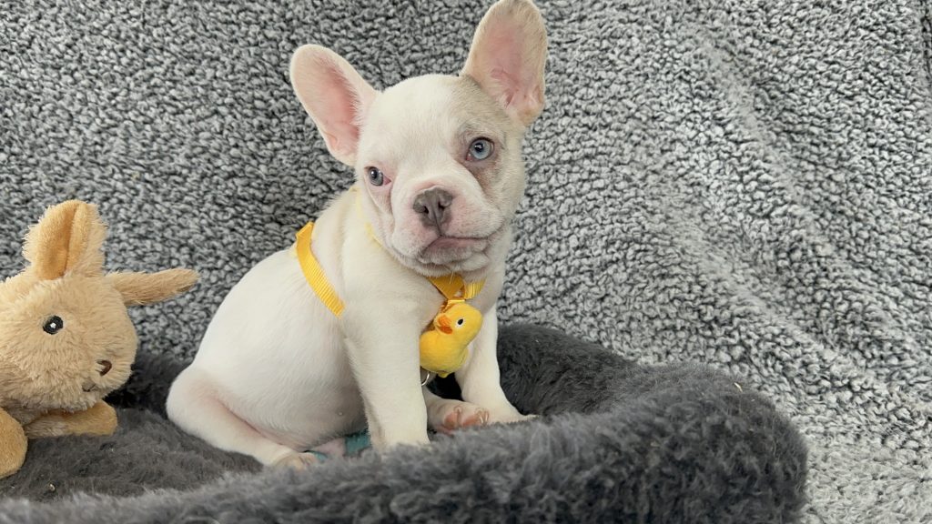 Walker | Lilac Merle Pied French Bulldog Male | The Energetic