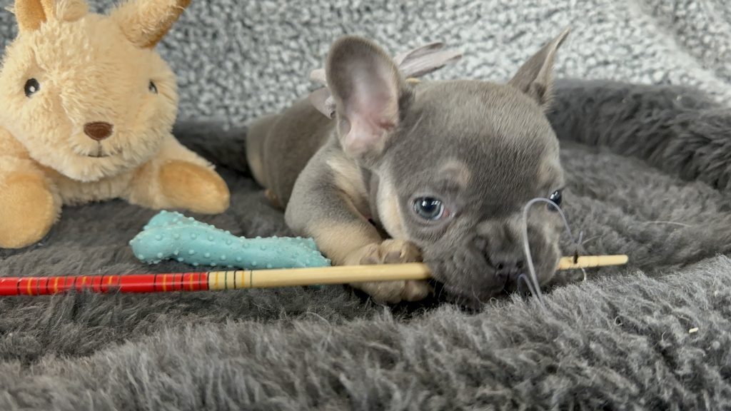 Zac | Blue & Tan French Bulldog Male | The Rockstar