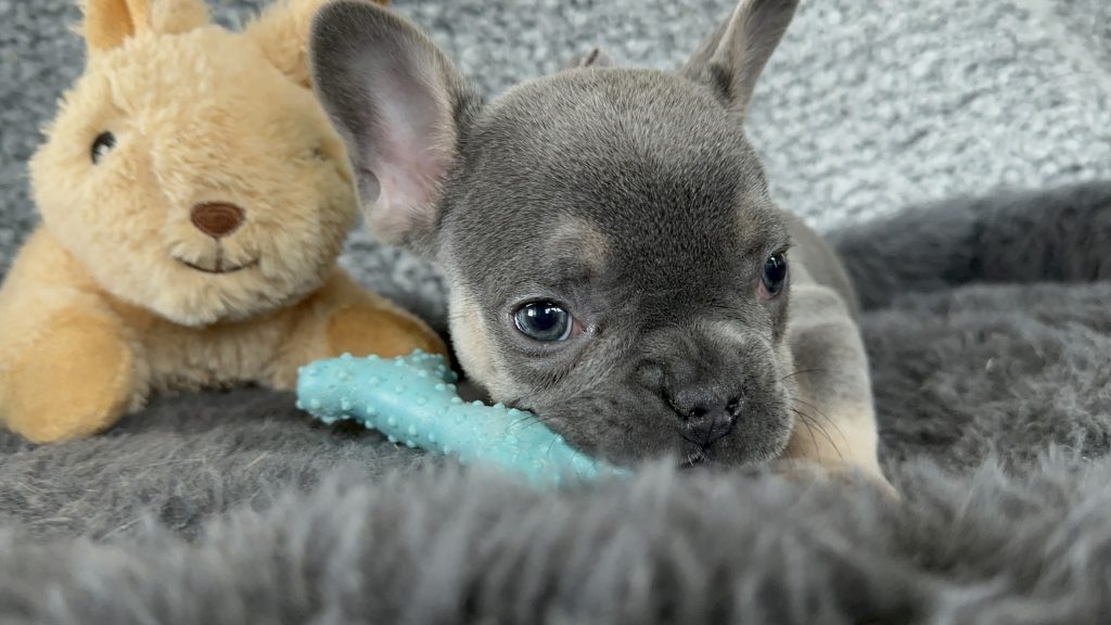 Zac | Blue & Tan French Bulldog Male | The Rockstar