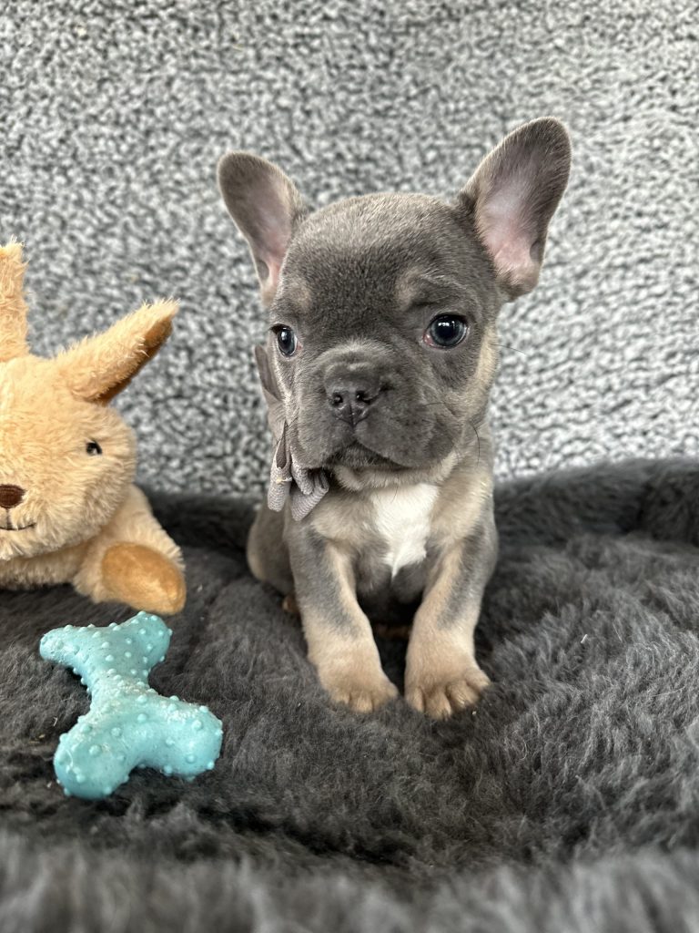 Zac | Blue & Tan French Bulldog Male | The Rockstar