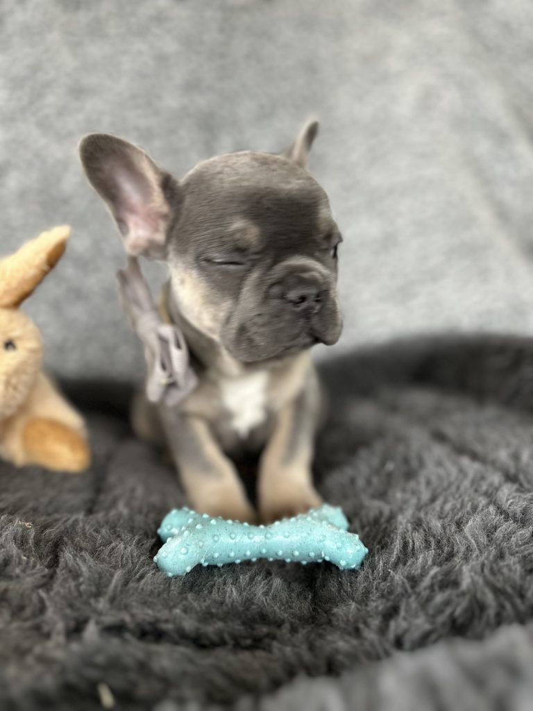 Zac | Blue & Tan French Bulldog Male | The Rockstar