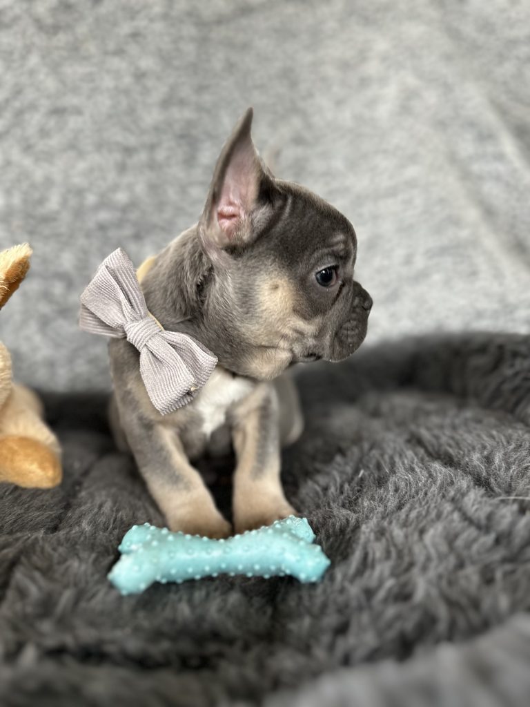 Zac | Blue & Tan French Bulldog Male | The Rockstar
