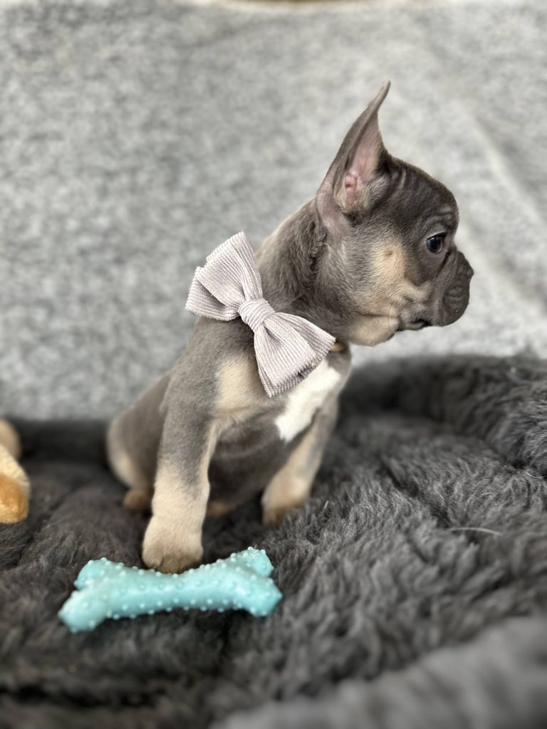 Zac | Blue & Tan French Bulldog Male | The Rockstar