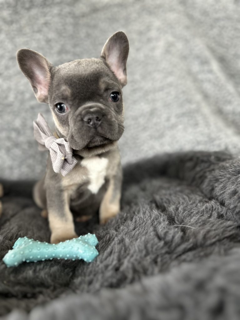 Zac | Blue & Tan French Bulldog Male | The Rockstar
