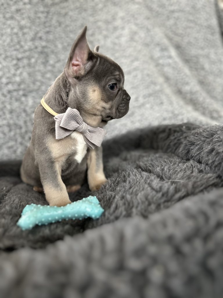 Zac | Blue & Tan French Bulldog Male | The Rockstar