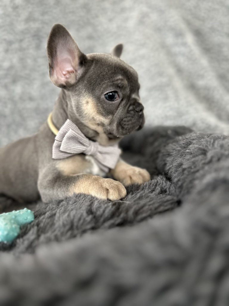 Zac | Blue & Tan French Bulldog Male | The Rockstar