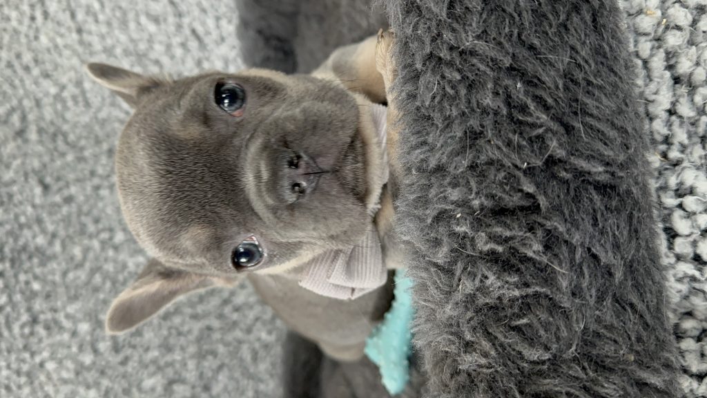 Zac | Blue & Tan French Bulldog Male | The Rockstar