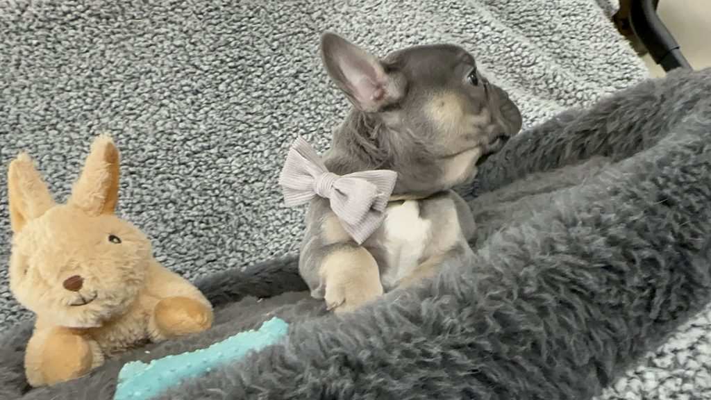 Zac | Blue & Tan French Bulldog Male | The Rockstar