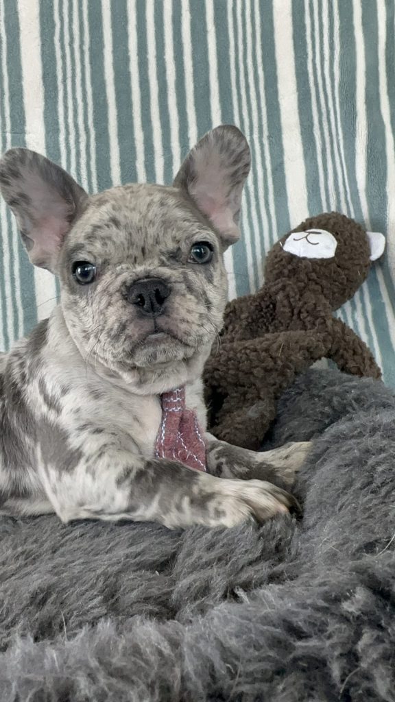 Argo | Blue Merle French Bulldog Male | The Charming