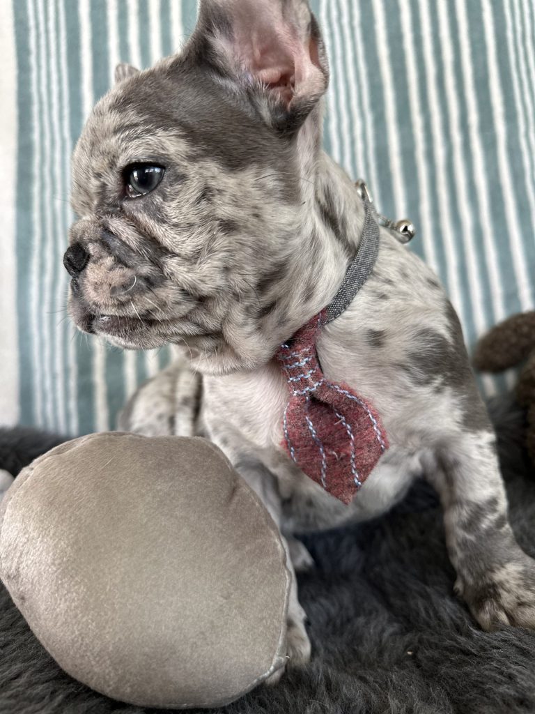 Argo | Blue Merle French Bulldog Male | The Charming