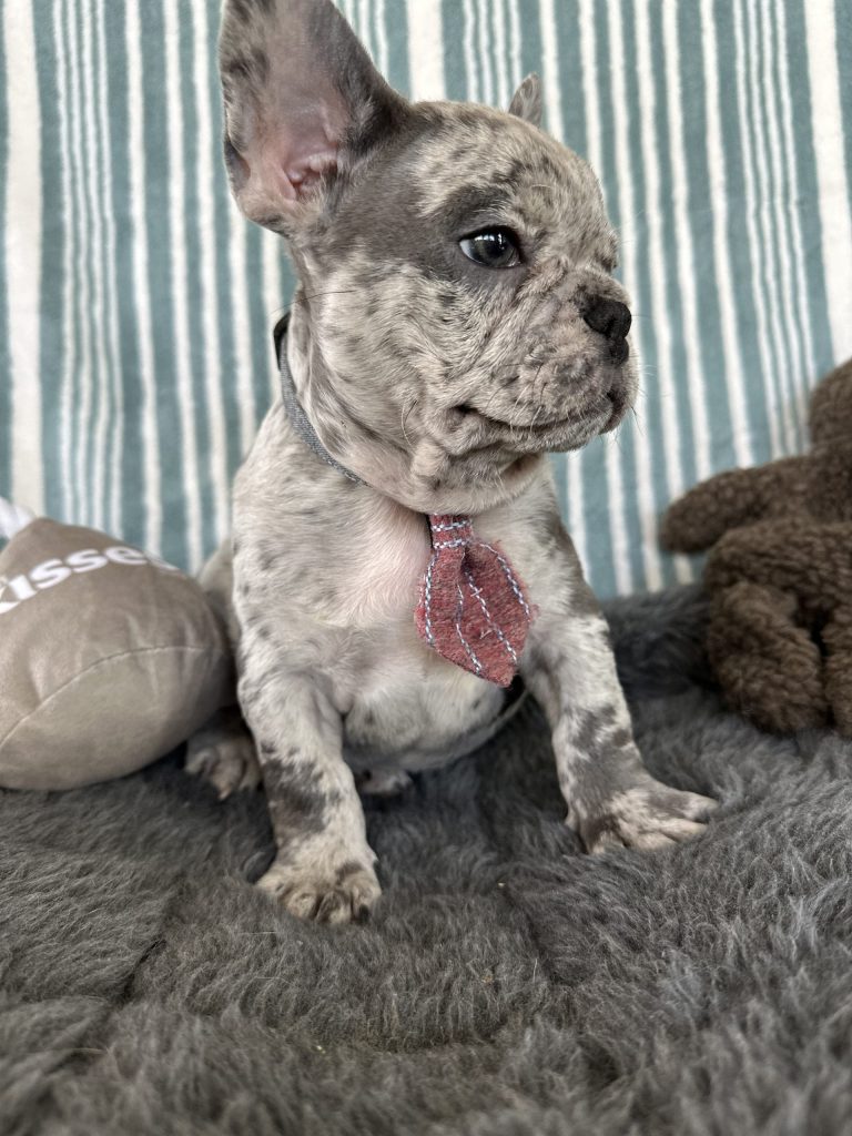 Argo | Blue Merle French Bulldog Male | The Charming
