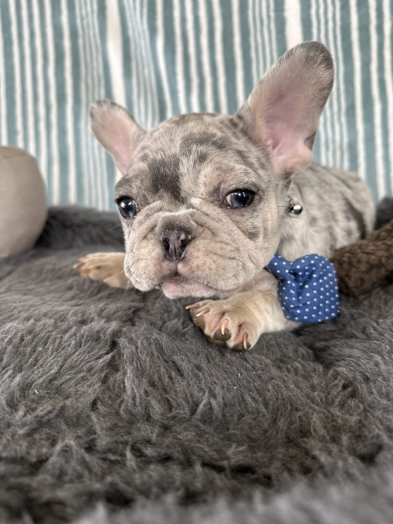 Ace | Blue Merle & Tan French Bulldog Male | The Striking