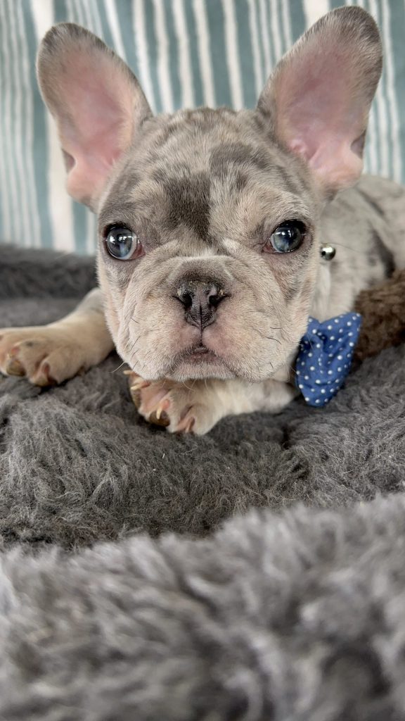 Ace | Blue Merle & Tan French Bulldog Male | The Striking