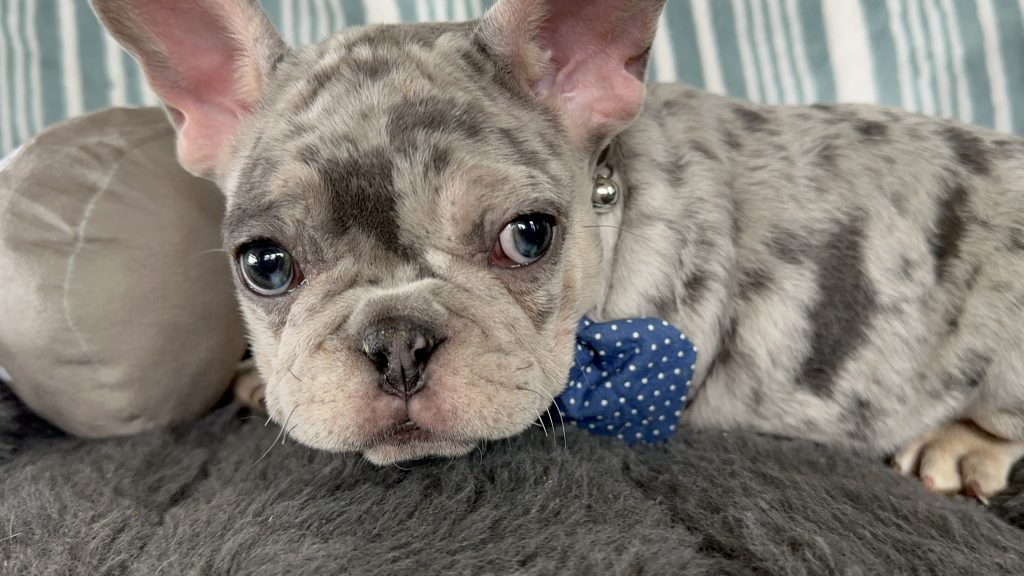 Ace | Blue Merle & Tan French Bulldog Male | The Striking