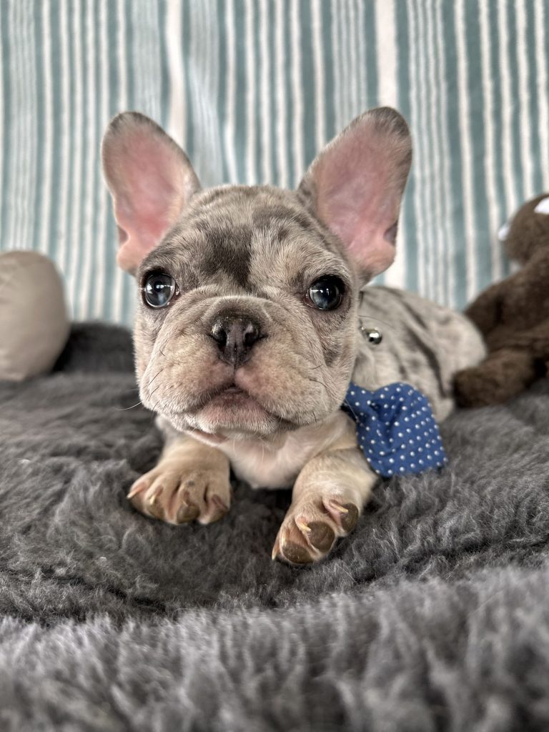 Ace | Blue Merle & Tan French Bulldog Male | The Striking