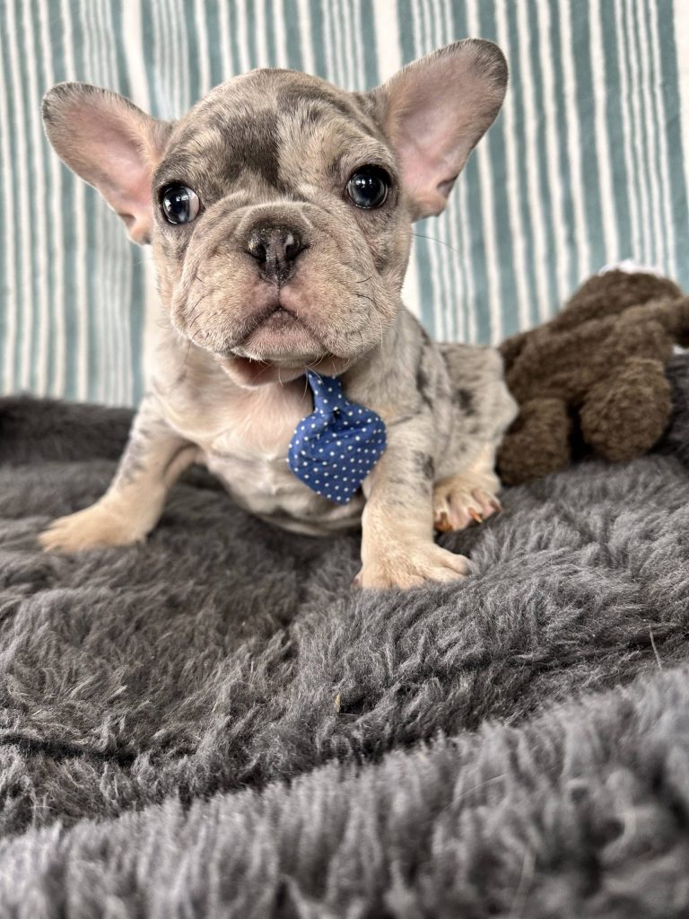 Ace | Blue Merle & Tan French Bulldog Male | The Striking