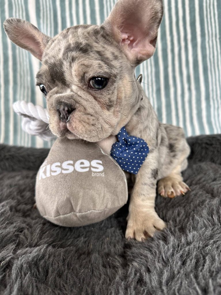 Ace | Blue Merle & Tan French Bulldog Male | The Striking