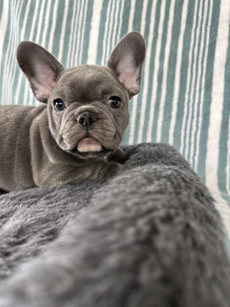 Aiden | Blue French Bulldog Male | The Polite One